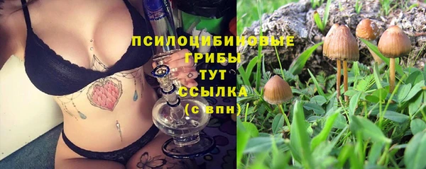 стафф Новозыбков